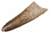 Fossil Spinosaurus Tooth - Real Dinosaur Tooth #289425-1